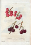 Cerasus = Cerisier. A. Gros gobet. B. cer. à courte queue. C. Guindoux de Poitou. D. Cer. d'Espagne.