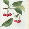 Cerasus = Cerisier. A. Cerise de Prusse. B. Griotte royale.