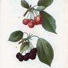 Cerasus = Cersier. A. Guigbe précoce. B. Guigne noire.