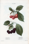 Cerasus = Cersier. A. Guigbe précoce. B. Guigne noire.