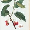 Cerasus = Cerisier. Bigarreau common. [Hard-fleshed cherries]