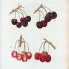 Cerasus = Cerisiser. A. Bigarreau noir tardif. B. Bigarreau noir, Cerise de Norwege. C. Gros Bigarreau tardif. d. Bigarreau halif.