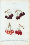 Cerasus = Cerisiser. A. Bigarreau noir tardif. B. Bigarreau noir, Cerise de Norwege. C. Gros Bigarreau tardif. d. Bigarreau halif.