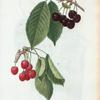 Cerasus = Cerisier. A. Heaume noir. B. Heaume rouge. [Black and Red cherries]