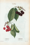 Cerasus = Cerisier. A. Heaume noir. B. Heaume rouge. [Black and Red cherries]