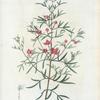 Boronia pinnata = Boronia à feuilles pennès. [Feather-leaved plant, named after F. Borone, an Italian plant collector]