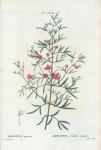 Boronia pinnata = Boronia à feuilles pennès. [Feather-leaved plant, named after F. Borone, an Italian plant collector]
