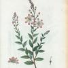 Bejaria racemosa = Bejaria à grappes. [Tarflower]