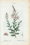 Bejaria racemosa = Bejaria à grappes. [Tarflower]