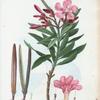 Nerium oleander = Nerion laurier-rose.