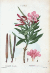 Nerium oleander = Nerion laurier-rose.