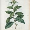 Olea fragrans = Olivier odorant. [Chinese Olive]