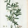 Olea Europæa = Olivier d'Europe. [Green olive]