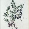 Olea Europæa, sylvestris = Olivier d'Europe, sauvage. [Wild olives]