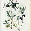 Olea Europæa = Olivier d'Europe.A et B. Olivier d'Entrecasteaux. C. Caillet-roux.