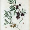 Olea Europæa = Olivier d'Europe. A. Olivier à fruit blanc tache e rouge. B. Olive Picholine. [Green and black olives]