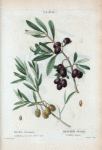 Olea Europæa = Olivier d'Europe. A. Olivier à fruit blanc tache e rouge. B. Olive Picholine. [Green and black olives]