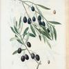Olea Europæa = Olivier d'Europe. A. Olivier de Callas. B. Olivier pleureur.