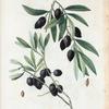 Olea Europæa = Olivier d'Europe. A. Olivier à bee. B. Olivier Amygdalin.