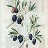 Olea Europæa. Olivier d'Europe. A. Olivier d'Espagne à fruits obtus. B. Olivier d'Espagne à fruits pointus.