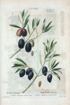 Olea Europæa. Olivier d'Europe. A. Olivier d'Espagne à fruits obtus. B. Olivier d'Espagne à fruits pointus.