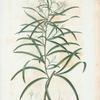 Embothrium sericeum = Embothrium soyeux. [Silky Embothrium, Spider Flower]