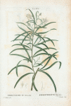 Embothrium sericeum = Embothrium soyeux. [Silky Embothrium, Spider Flower]