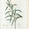 Embothrium salicifolium = Embothrium à feuilles de saule. [Willow-leaved spider flower]