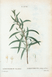 Embothrium salicifolium = Embothrium à feuilles de saule. [Willow-leaved spider flower]