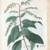 Clethera arborea = Cléthra arborescent. [Sweet-pepper bush]