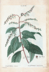Clethera arborea = Cléthra arborescent. [Sweet-pepper bush]