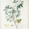Anagyrus fietuda = Anagyris fétide. [Bean clover, Stinking Bean trefoil, Mediterranean stink bush, Stinking wood]