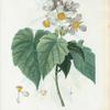 Sparmannia Africana = Sparmannia d'Afrique. [Named for Dr. Andreas Sparmann, 19th century Swedish botanist who collected plants in South Africa]