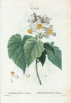 Sparmannia Africana = Sparmannia d'Afrique. [Named for Dr. Andreas Sparmann, 19th century Swedish botanist who collected plants in South Africa]
