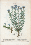 Fig. 1 Globularia alypum = Globulaire turbith. Fig, 2. Globularia nana = Globulaire naine.