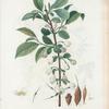 Halesia tetraptera = Halésie à quarte ailes. [Mountain silver-bell or Silver bell tree]