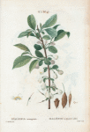 Halesia tetraptera = Halésie à quarte ailes. [Mountain silver-bell or Silver bell tree]