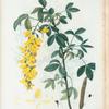 Cytisus laburnum = Cytise des Alpes. [Common Laburnum, Scotch Laburnum or Alpine golden chain]