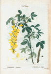 Cytisus laburnum = Cytise des Alpes. [Common Laburnum, Scotch Laburnum or Alpine golden chain]