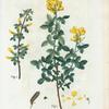 Fig. 1. Cytisus sessifolius = Cytise à feuilles sessiles. Fig. 2 Cytisus biflorus = Cytise à deux fleurs. [Sessile-leaved Cytisus,Common Cytisus]