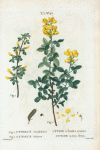 Fig. 1. Cytisus sessifolius = Cytise à feuilles sessiles. Fig. 2 Cytisus biflorus = Cytise à deux fleurs. [Sessile-leaved Cytisus,Common Cytisus]