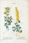 Fig. 1. Cytisus nigricans = Cytise noirâtre. Fig. 2. Cytisus triflorus = Cytise à fleurs ternées. [Yellow pea-flower]