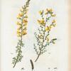 Fig. 1. cytisus complicatus. = Cytise à feuilles pliées. Fig. 2. Cytisus telonensis = Cytise de Toulon.