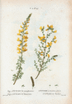 Fig. 1. cytisus complicatus. = Cytise à feuilles pliées. Fig. 2. Cytisus telonensis = Cytise de Toulon.