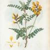 Cytisus Wolgaricus = Cytise du Wolga.