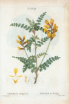 Cytisus Wolgaricus = Cytise du Wolga.