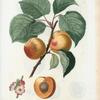 Armeniaca vulgaris = Abricotier commun. [Apricot]