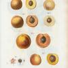 Armeniaca = Abricotier. [Apricot varities]