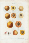 Armeniaca = Abricotier. [Apricot varities]