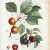 Armeniaca atro-purpurea = Abricotiier noir. [Apricots with leaves]